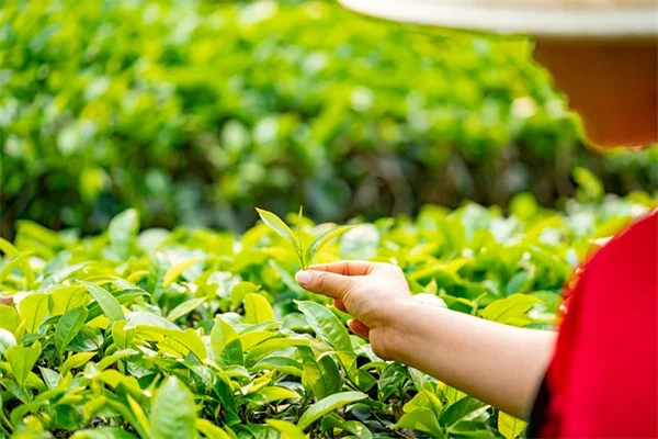 なぜダリアがバラを静かに追い抜くのか？5ヶ月咲き続ける理由