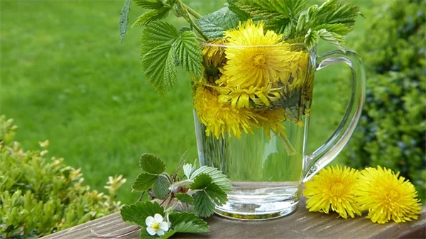 秋のアジサイ剪定で花を減らす2つのミスと冬の保護対策