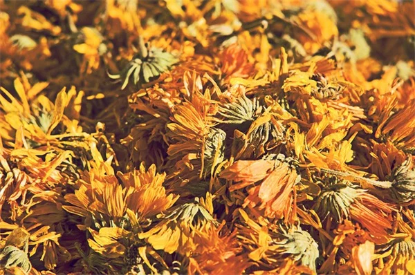 草地の花と草おすすめ10選 – 自然な庭づくりの始め方