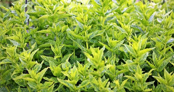 冬の高架床準備：5つの簡単作業で春の収穫量が激変