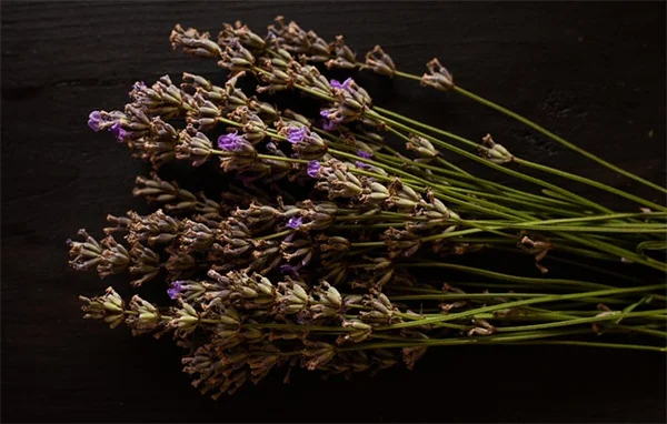 プロも愛用する芝生管理の必需品7選！これで完璧な緑の絨毯を